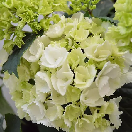 酒店 Arosa 卡塞尔